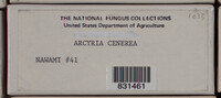 Arcyria cinerea image